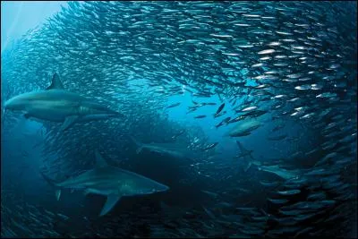 Quel pays voit se produire, chaque année ou presque, ce phénomène appelé le "Sardine Run", une migration comprenant des milliards de sardines (pilchards) ?