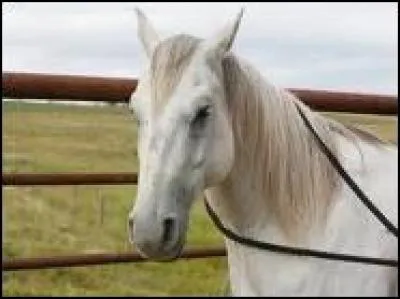 Comment s'appelle le cheval de Tim ?