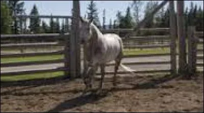 Comment s'appelle un des chevaux du prince qu'Amy va soigner ?