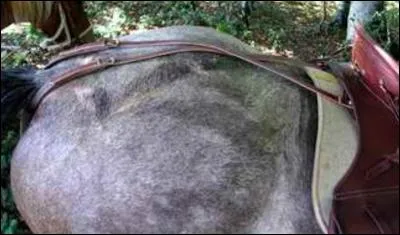 À quoi sert une croupière ?