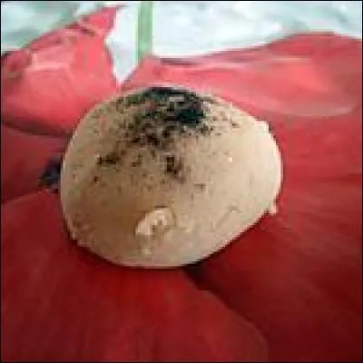 Comment se nomme ce gâteaux ?