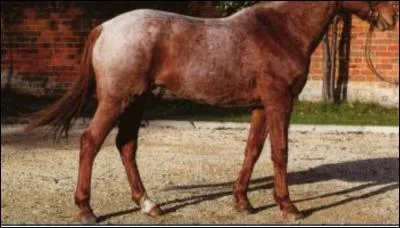 Quelle est la robe de ce cheval ?