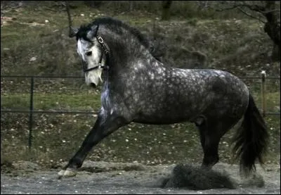 Quelle est la robe de ce cheval ?