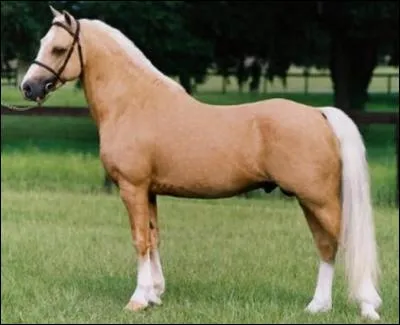 Quelle est la robe de ce cheval ?