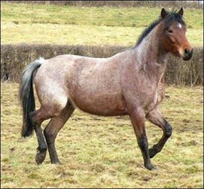 Quelle est la robe de ce cheval ?