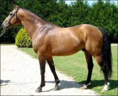 Quelle est la robe de ce cheval ?