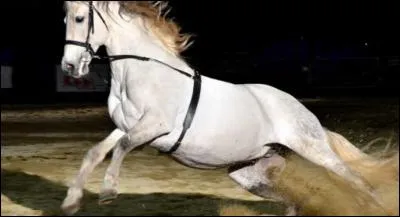 Quand un cheval s'emballe, il faut :