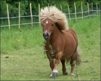 On appelle un cheval un poney quand il fait moins de :