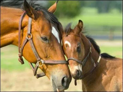 Un couteau de chaleur, ça sert à :