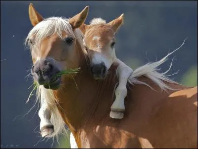 Vider les étriers, c'est...