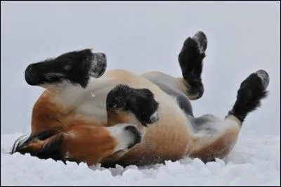 Quelle est la définition de ce mot : hippologie ?