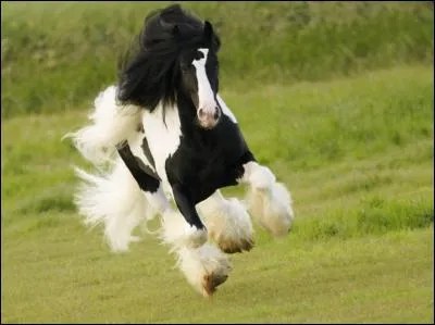 Qu'est-ce qu'une poulinière ?