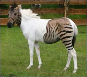 Quiz Chevaux