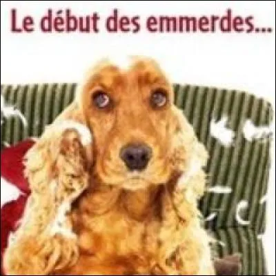 Quel est ce chien recueilli par Alain et Anna dans le film de Didier Bourdon ?