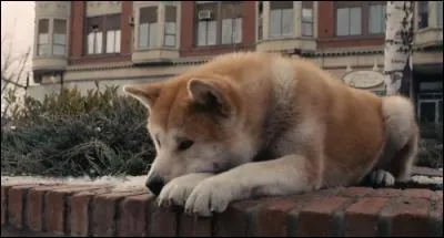 Quel est ce chien qui accompagne Paxter dans le film de Lasse Hallström ?