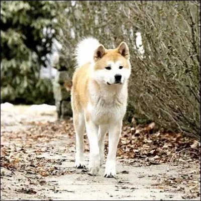 Quelle est sa race ?