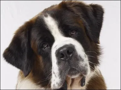 Quel est ce héros de Brian Levant ?