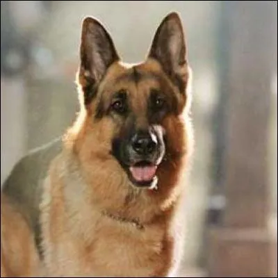 Comment se nomme ce "chien flic" ?