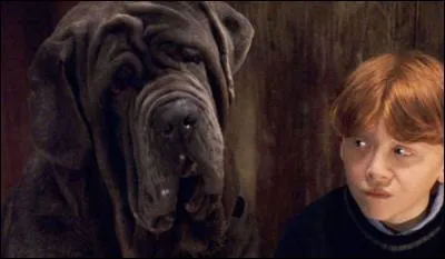 Tout le monde connaît le chien de Hagrid dans "Harry Potter", quel est son nom ?