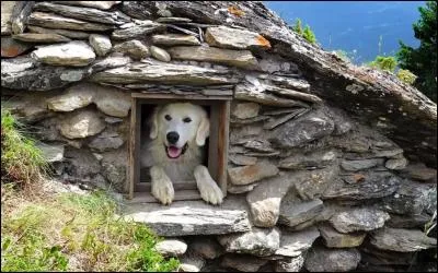 Quel est le nom de cet animal superbe ?