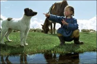 De quelle couleur est le chien "de Mongolie", dans le film de Byambasuren Davaa ?
