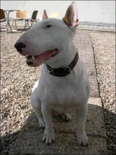 Quel est le nom de ce chien, héros du film de Jérôme Boivin ?