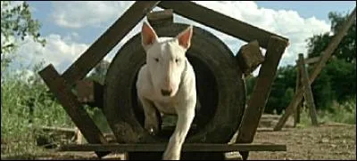 Dites-nous quelle est sa race ?