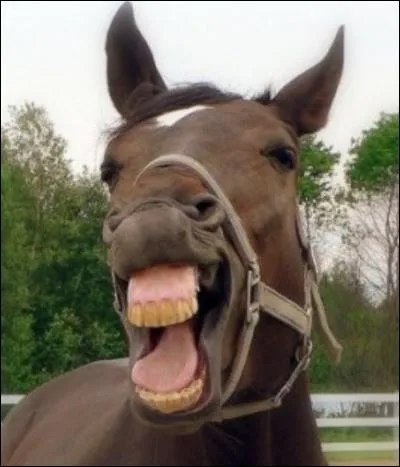 La croissance des dents d'un cheval...