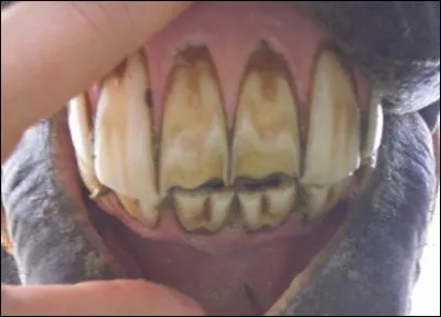Combien de dents a une jument adulte ?
