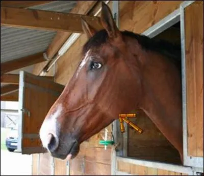 Comment appelle-t-on la partie sur la photo ?