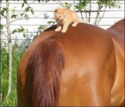 Quel est le bonne orthographe ?