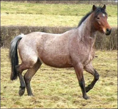 Quel est le nom de cette robe (photo) ?