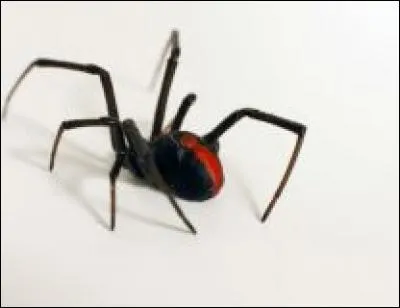 Comment s'appelle l'araign&eacute;e qui a une tache rouge sur le dos ?