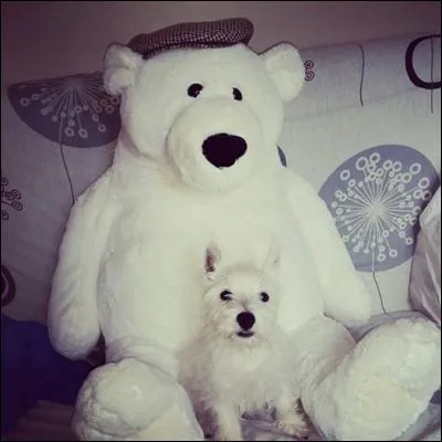 De quelle race est ce chien ?