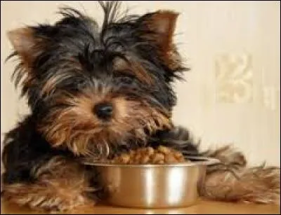 De quelle race est ce petit chien ?