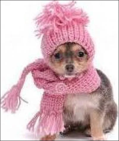 Quel est le chien le plus petit du monde ?