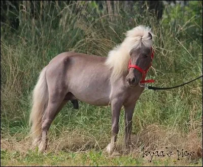 La robe de ce cheval est :