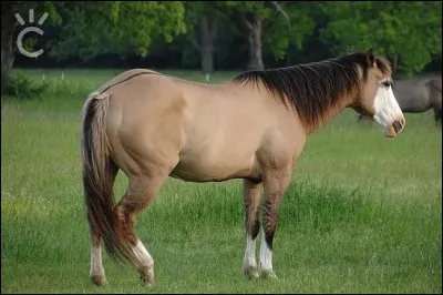 Un beau cheval ! Mais quelle est sa robe ?