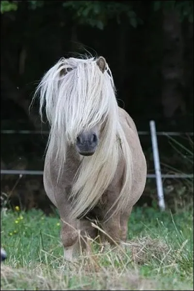 Mais cette robe, laquelle est-ce ?