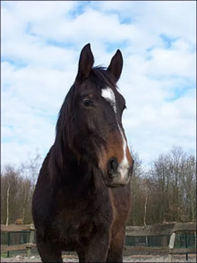 Pour finir, ce cheval qui a le bout du nez marron clair a pour robe :