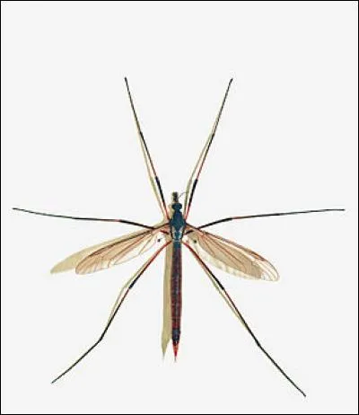 C'est l'enfant de l'oncle ou de la tante d'une personne, c'est aussi un insecte. Je parle du...