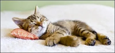 Mon chat dort sur son...