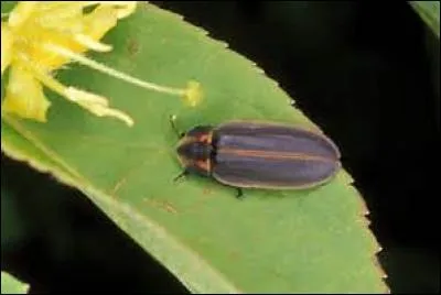 Quel insecte fait de la lumière dans notre jardin?