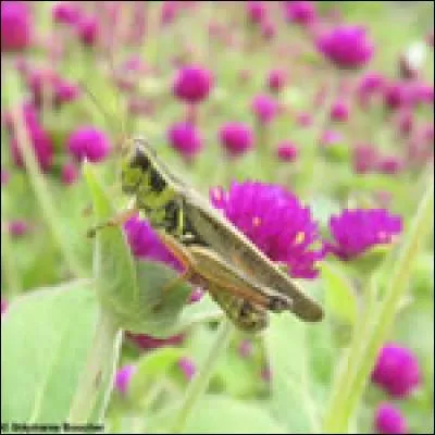 Quel insecte est représenté sur cette photo?