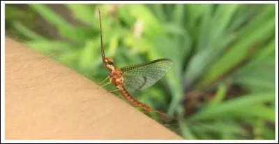 Un éphémère s'est posé sur votre avant-bras.
Que risquez-vous?