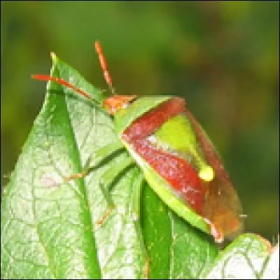 Quel mot complète le nom de cette punaise?