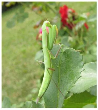 Pourquoi dit-on de la mante qu'elle est religieuse?