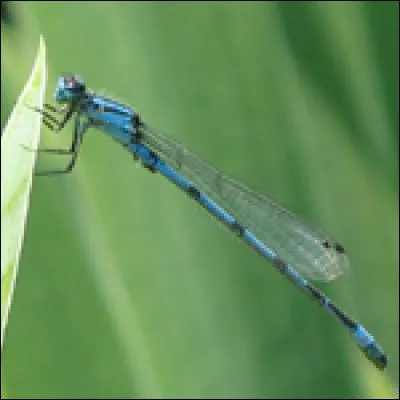 Quel est le nom de cette libellule?