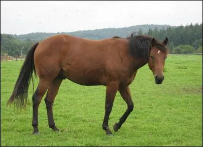 Quelle est cette race ?