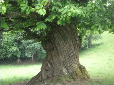 De quelle couleur le tronc d'un arbre est-il ?